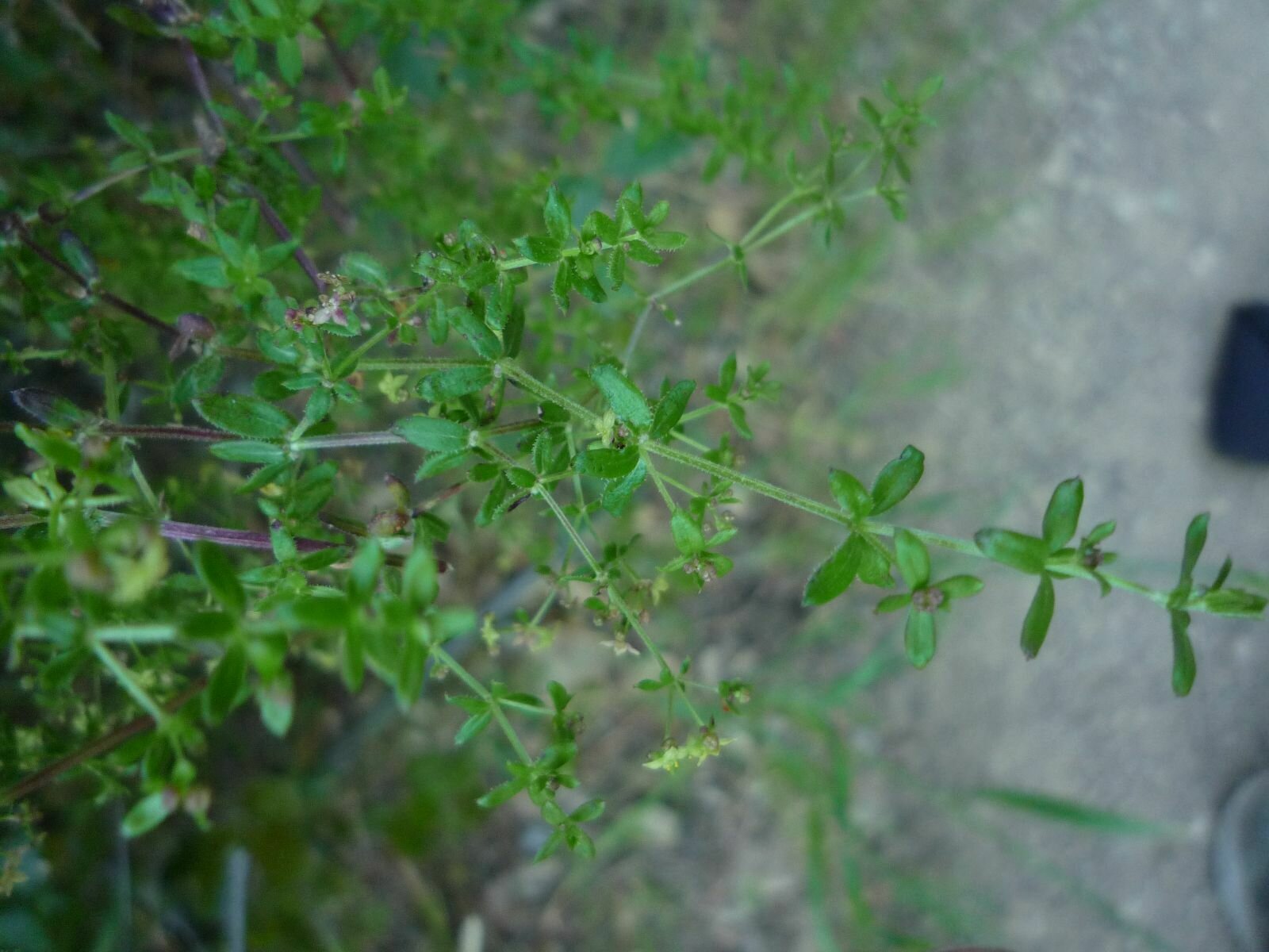 High Resolution Galium nuttallii Leaf